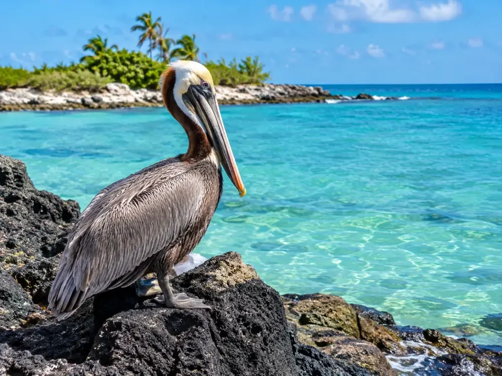 A brown pelican on dark rocks at the edge of the cay
