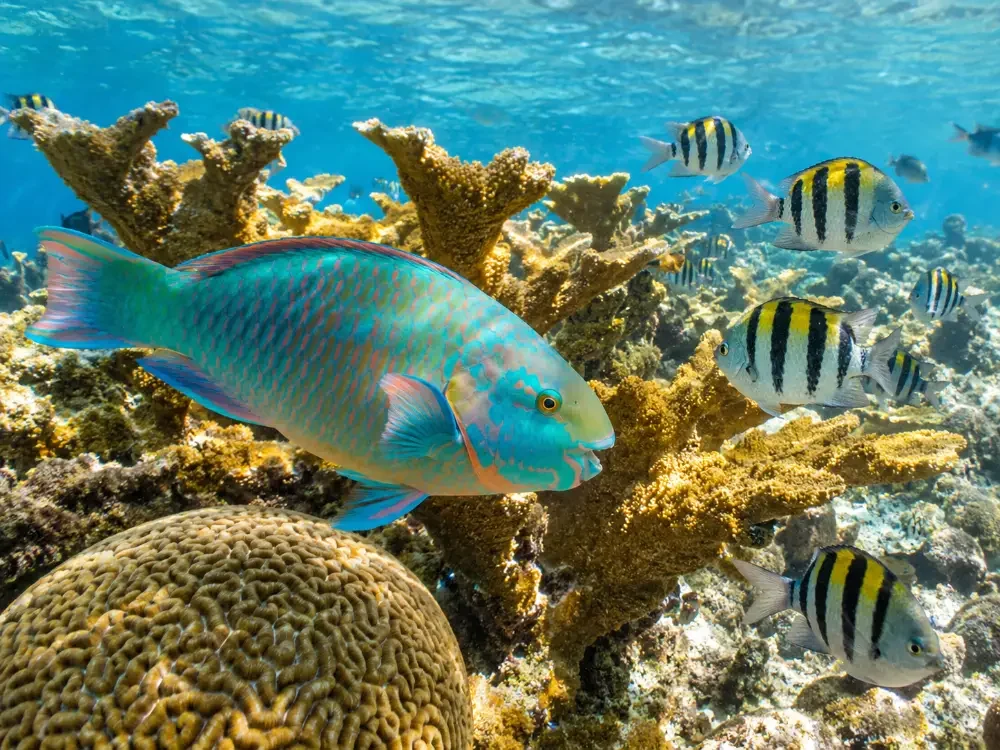 A parrotfish and sergeant majors over coral in shallow sunlit water