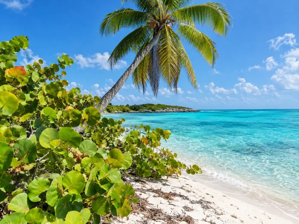 Sea grape bushes and a leaning palm at the top of a white beach